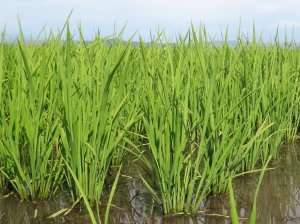 稲の状況0625
